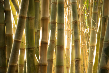 Lanscape of bamboo tree - texture
