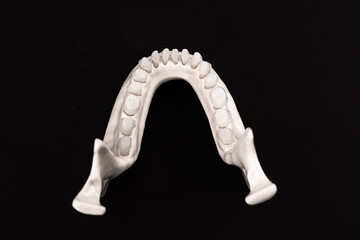Lower human jaw with teeth anatomy model isolated on black background. Healthy teeth, dental care and orthodontic medical healthcare concept.