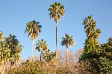 Fototapeta na wymiar Palm tree in the sky