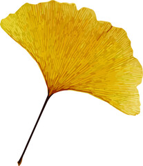 Ginkgo leaves set isolated on white background. Autumn background with yellow ginkgo leaves isolated. Ginkgo biloba leaves vector hand drawn illustration. Illustration of ginkgo leaves in white