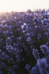 Lavender field blur background macro