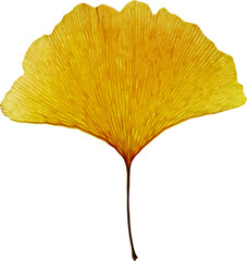 Ginkgo leaves set isolated on white background. Autumn background with yellow ginkgo leaves isolated. Ginkgo biloba leaves vector hand drawn illustration. Illustration of ginkgo leaves in white