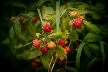Fototapeta Owoce maliny. Krzew z dojrzałymi czerwonymi malinami.  obraz