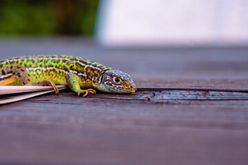 The green lizard/Le lézard vert