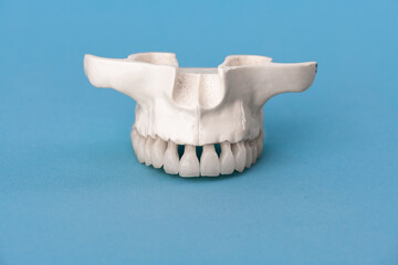 Upper human jaw with teeth anatomy model isolated on blue background. Healthy teeth, dental care and orthodontic medical concept. 