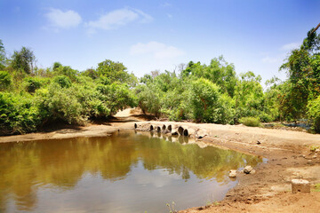 Obraz premium Beautiful landscape green tree and water flowing in river, small bridge, Hiran river. Sasan Gir. Gujarat. India. Scenic view of Gir National Park. UNMETALLED ROAD inside the Wildlife Sanctuary.