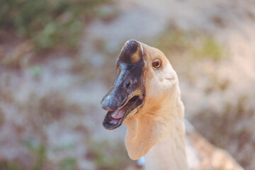 The goose defending its territory, impressive/L'oie défendant son territoire, impressionnant