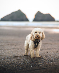 Cockapoo puppy on the beach at sunset