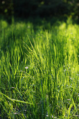 a green juicy grass
