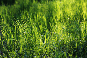 a green juicy grass
