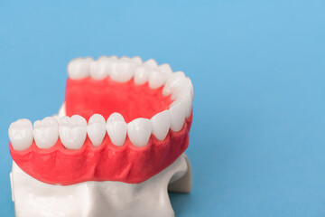 Upper human jaw with teeth anatomy model isolated on blue background. Healthy teeth, dental care and orthodontic medical concept. 