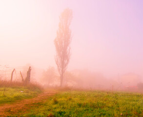 Obraz premium misty morning in the field
