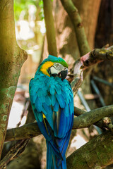 Close up portrait of colourful blue and yellow Macaw parrot