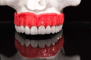 Lower human jaw with teeth anatomy model isolated on black background. Healthy teeth, dental care and orthodontic medical concept.