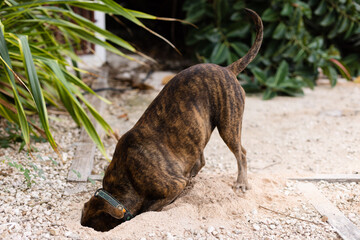 Amstaff terrier hunting mice in a garden. 