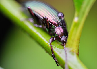 Poecilus cupreus a member of Woodland Ground Beetles Tribe Pterostichini