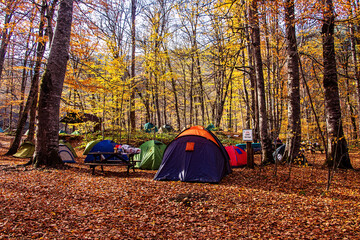 camping in the forest