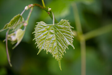 FLOWER,TREE,PLANTS,ANIMALS, LANDSCAPE