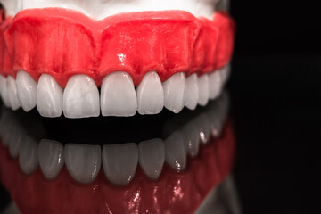 Lower human jaw with teeth anatomy model isolated on black background. Healthy teeth, dental care and orthodontic medical concept.