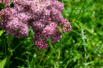 FLOWER,TREE,PLANTS,ANIMALS, LANDSCAPE