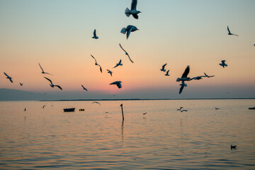 Fototapeta na wymiar flock of seagulls