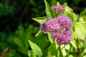 FLOWER,TREE,PLANTS,ANIMALS, LANDSCAPE