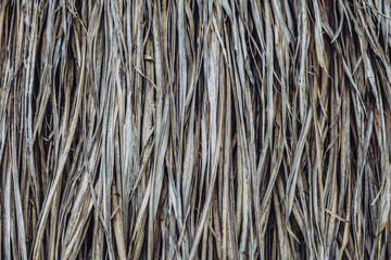 Long dry thin grass, agriculture harvest, pile of hay straw. Texture detail. Association brittle lifeless damage diseased hair. Thatched background wallpaper. Shades of gray brown more tone in stock
