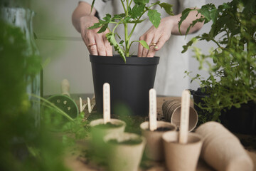 Woman planting herbs and tomato plants