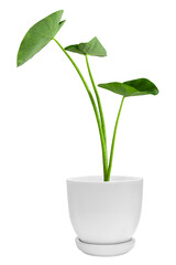Fototapeta na wymiar Green plants in white pots. Elephant Ear isolated on white background and cut clipping path.