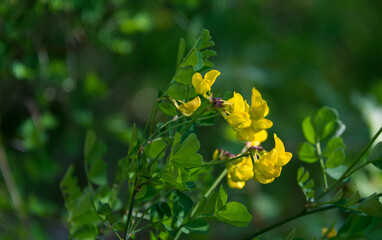 Yellow flower with green bokeh background. 