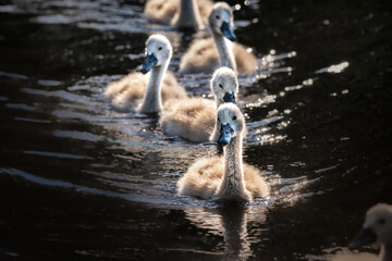 Cygnets following their swan mother across a lake