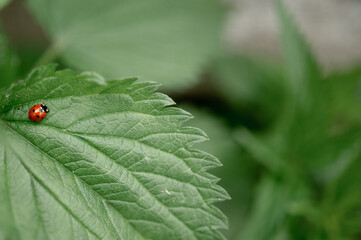 ladybug on a nettle leaf