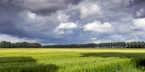 Fototapeta premium Cornfield