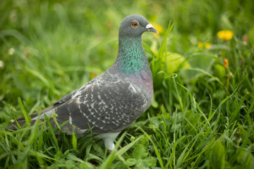 Pigeon in green grass. Purebred pigeon. City bird.
