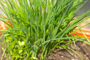 Green onions in summer. Growing vegetables.