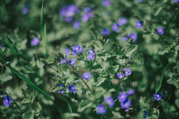 Beautiful little blue color in the green grass. Banner of wildflowers and natural greenery with space for text. Stylish mock up for your toilet water, perfume and natural cosmetics