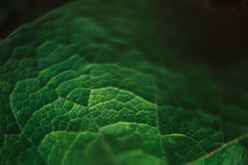 Defocused stylish banner of a large green leaf. Beautiful natural blurred background with space for text.