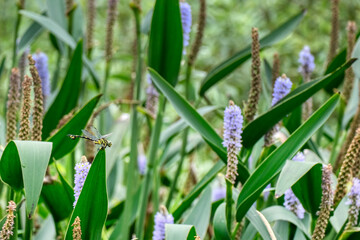 葉にとまったトンボ