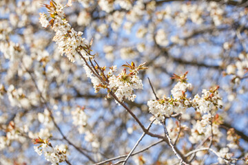 Beautiful Apple Tree Blossoms in Spring on Sunny Day. Apple Tree Flowers