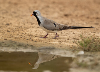 Namaqua Dove and reflection on water at hamala, Bahrain