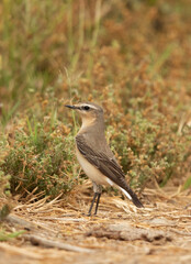 Isabelline Wheatear perched on ground, Bahrain