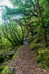 Hiking trail in Laurisilva forest in Madeira