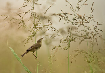 Common Chiffchaff perched on reed at hamala, Bahrain