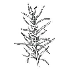 Rosemary sprig hand drawn in sketch style. Plant element vector illustration in black and white. Outline aromatic plant for cooking and cosmetics. For packaging and menu design.