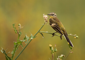 Obraz premium Yellow Wagtail on green, Bahrain