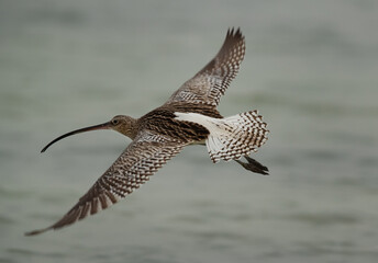 Eurasian curlew flying at Busiateen coast, Bahrain