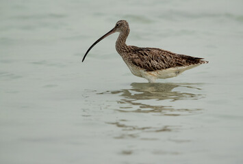 Eurasian curlew looking for food at Busaiteen coast, Bahrain