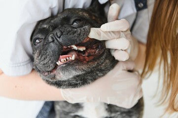 a veterinarian at the clinic examines a dog's teeth. French bulldog at the vet.