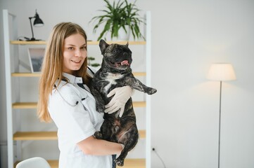 medicine, pet care and people concept - close up of french bulldog dog and veterinarian doctor hand at vet clinic