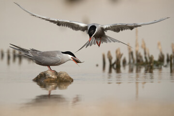 White-cheeked Tern feeding his mate at Asker marsh, Bahrain